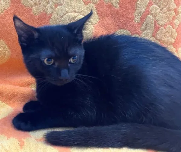 A baby small-sized female Domestic Short Hair cat named Samara for adoption in Staten Island, NY