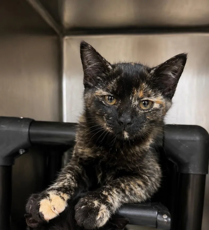 A baby medium-sized female Domestic Short Hair cat named Dhermi for adoption in Fort Lupton, CO
