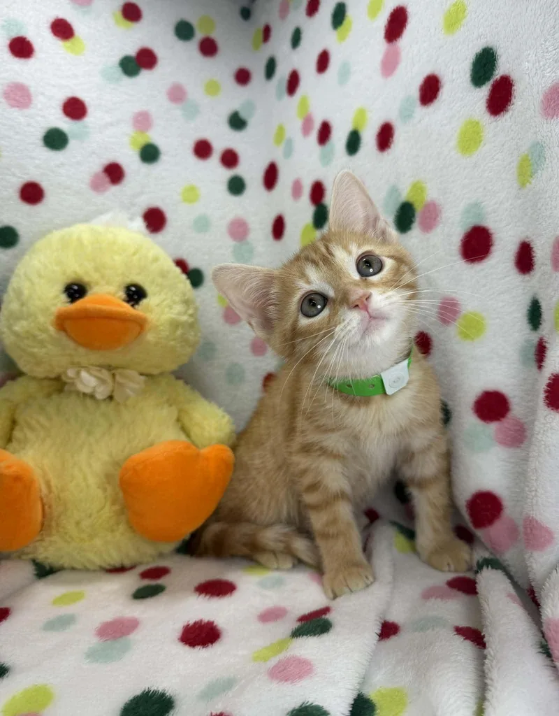 A baby medium-sized male Orange & White Tabby cat named Wolfie for adoption in Tavares, FL