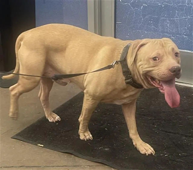 An adult large-sized male Mixed Breed dog named Snoop for adoption in Dallas, TX