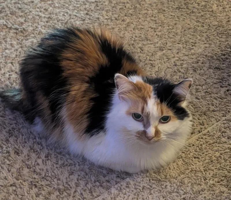 Miss Kitti thumbnail 2