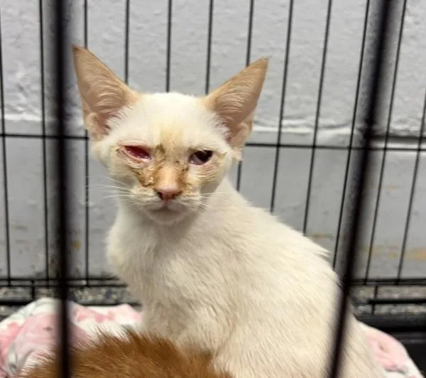 A baby small-sized male Domestic Short Hair cat named Sincere for adoption in Mobile, AL