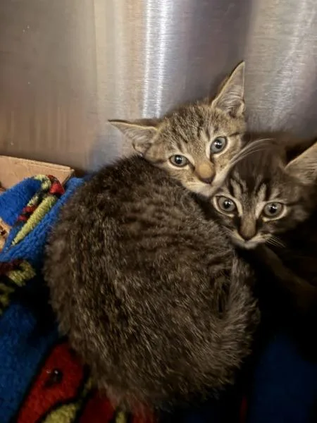 A baby small-sized female Domestic Short Hair cat named Moon for adoption in Virginia Beach, VA