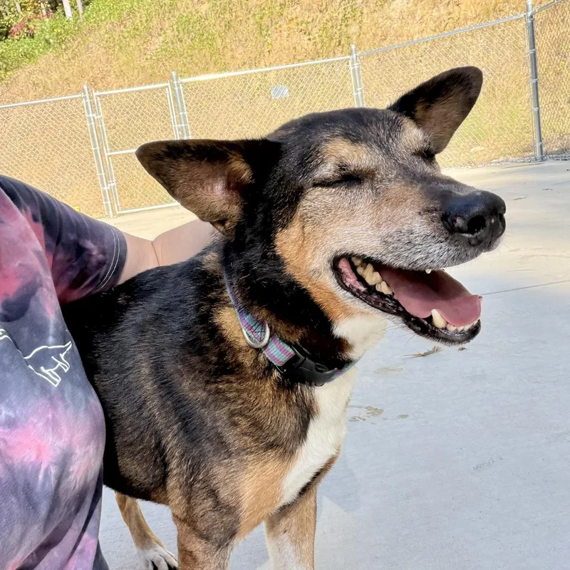 A senior medium-sized male German Shepherd Dog dog named Juney for adoption in Bryson City, NC