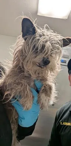An adult small-sized female Yorkshire Terrier dog named Suzie Jo for adoption in Bakersfield, CA