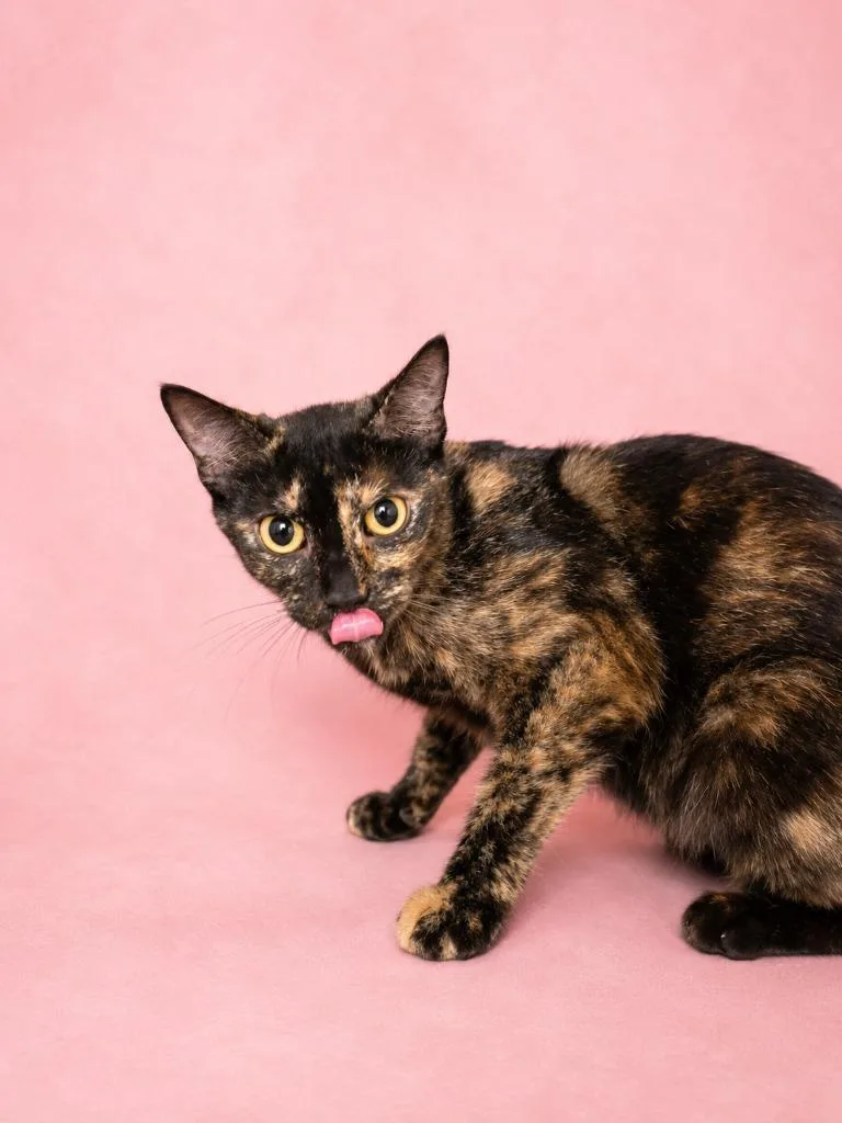 A young medium-sized female Domestic Short Hair cat named Reba for adoption in Wauchula, FL