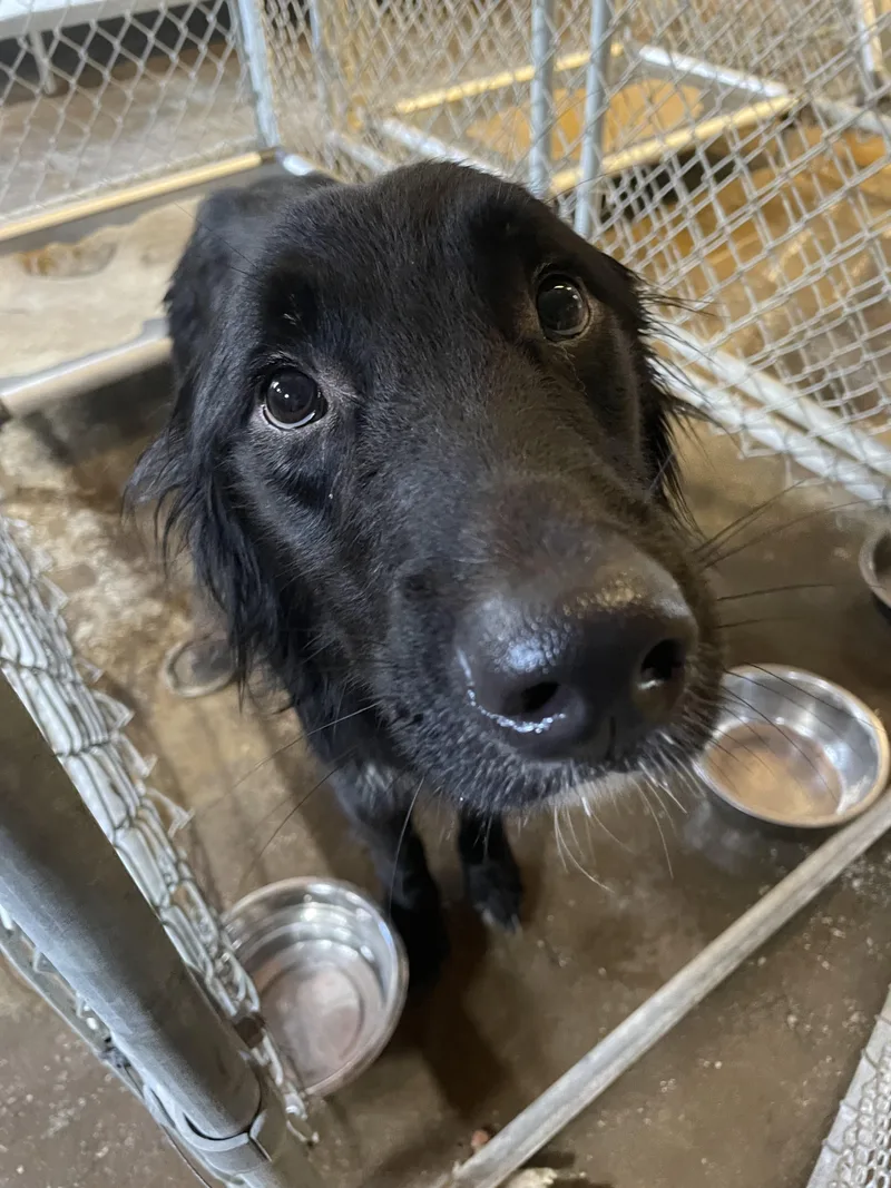 A young medium-sized male Black Flat-Coated Retriever dog named Moses HOLD for adoption in Canton, OH