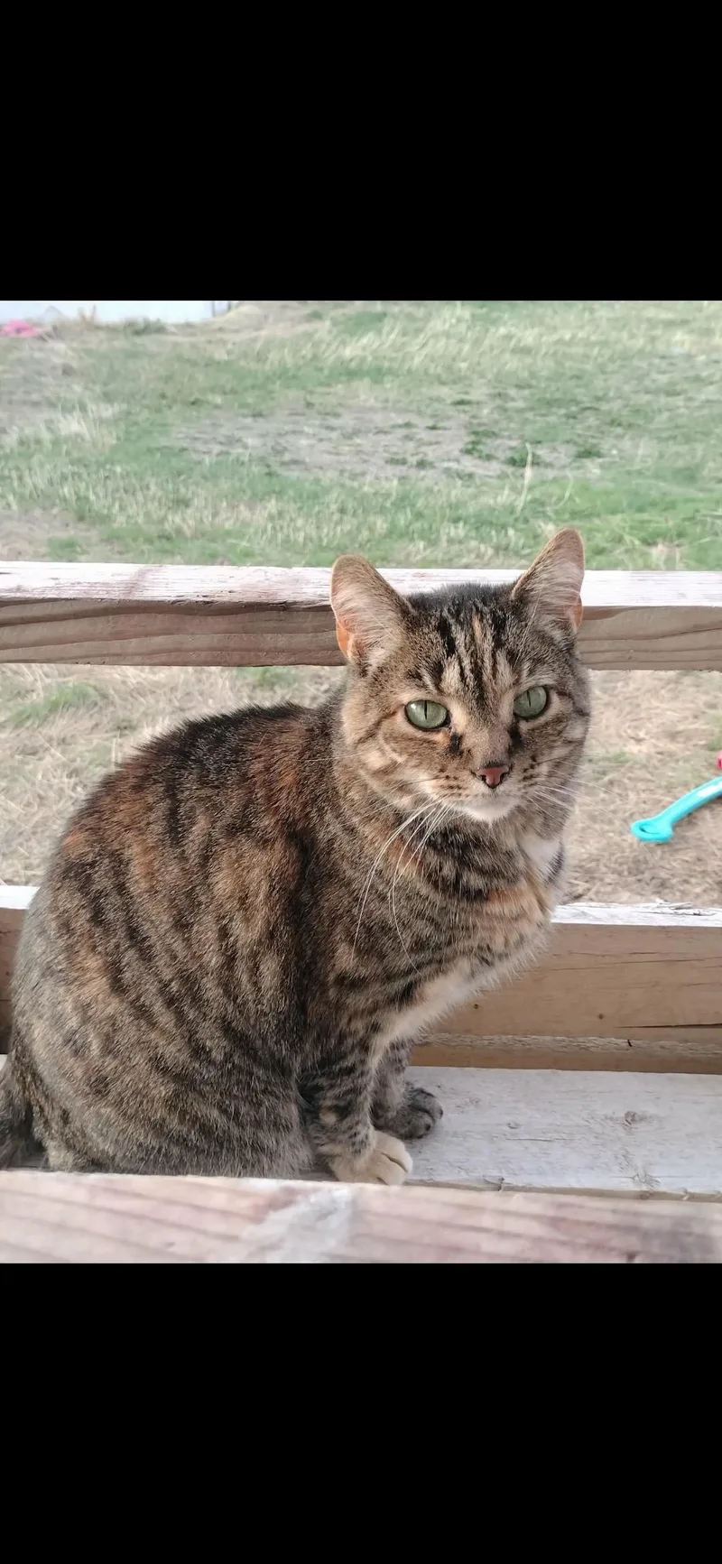 A senior large-sized female Domestic Short Hair cat named Bambi for adoption in Pocatello, ID