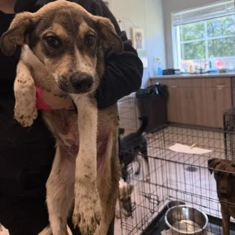 A young small-sized male Brown / Chocolate Shepherd dog named Harvey for adoption in Horn Lake, MS