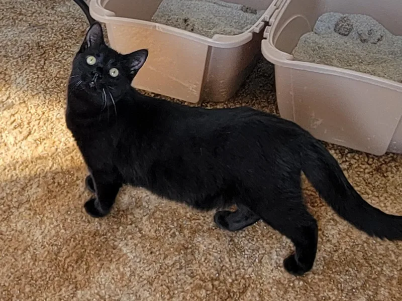 M’baku thumbnail 2