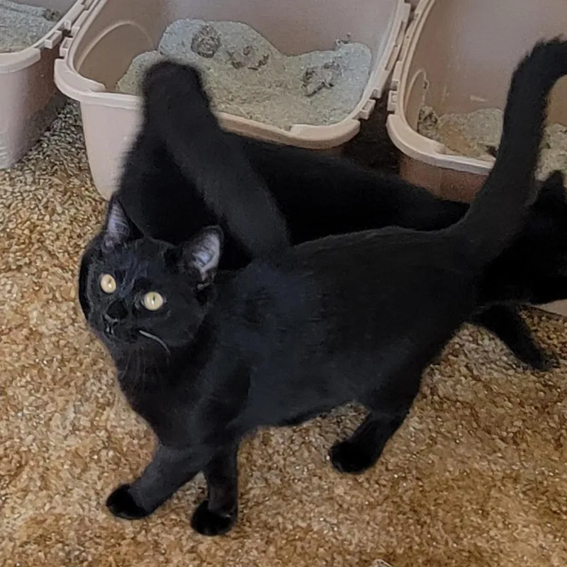 M’baku thumbnail 3