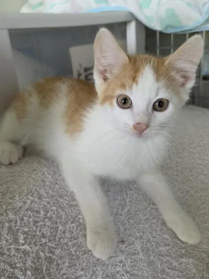 A baby medium-sized male White Domestic Short Hair cat named Poppy for adoption in Wichita, KS