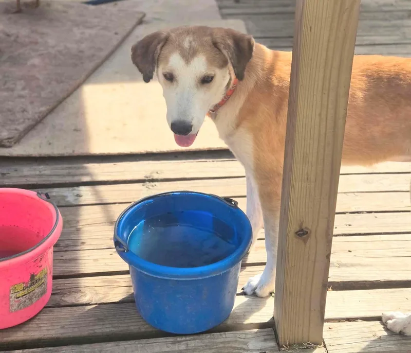 A young medium-sized male Labrador Retriever dog named Miles for adoption in Willington, CT