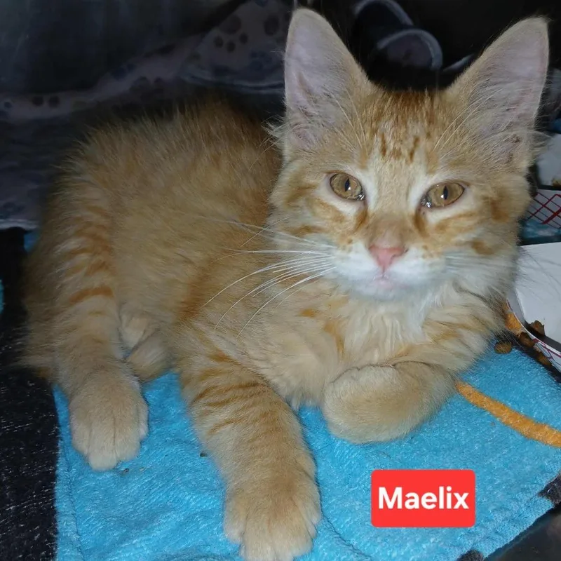 A baby small-sized male Orange / Red Domestic Short Hair cat named Potsy C for adoption in Princeton, MN