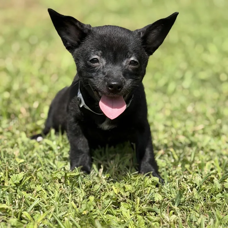 A baby small-sized female Black Chihuahua dog named Lyric for adoption in Wellington, FL