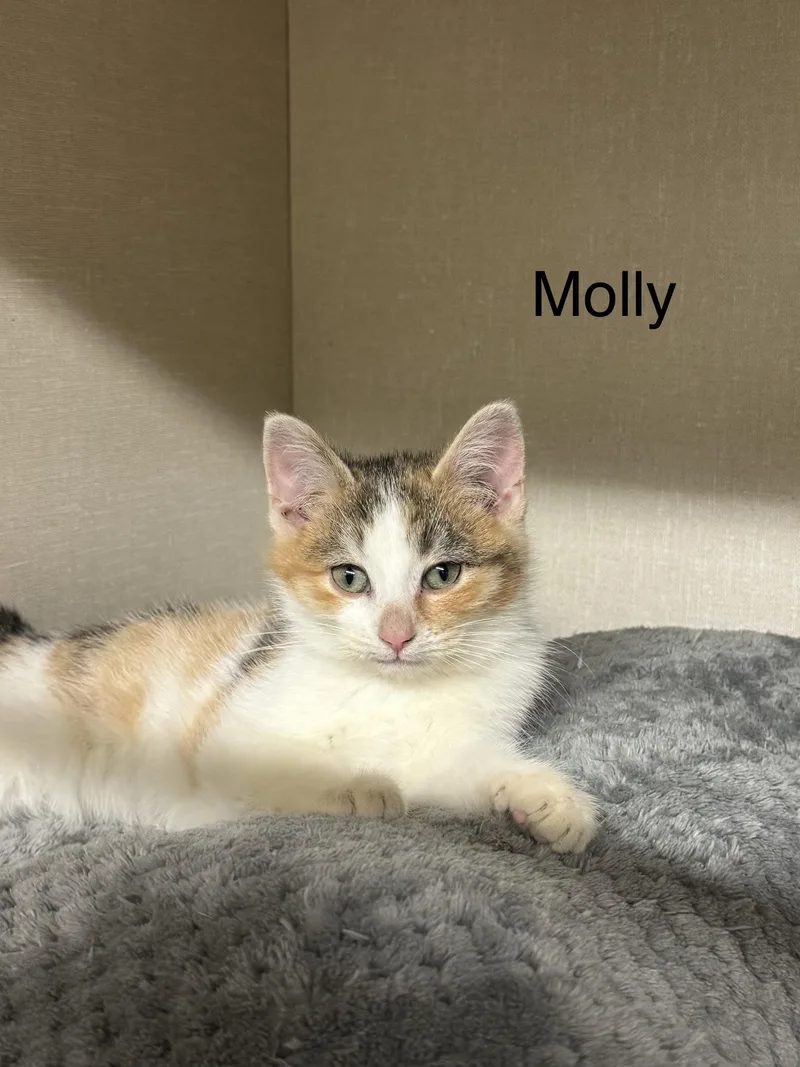 Molly