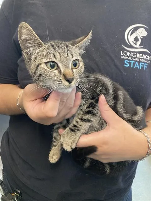 A baby small-sized male Domestic Short Hair cat named A for adoption in Long Beach, CA