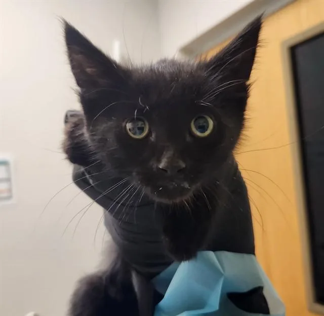 A baby small-sized male Domestic Short Hair cat named Jiminy for adoption in Colorado Springs, CO