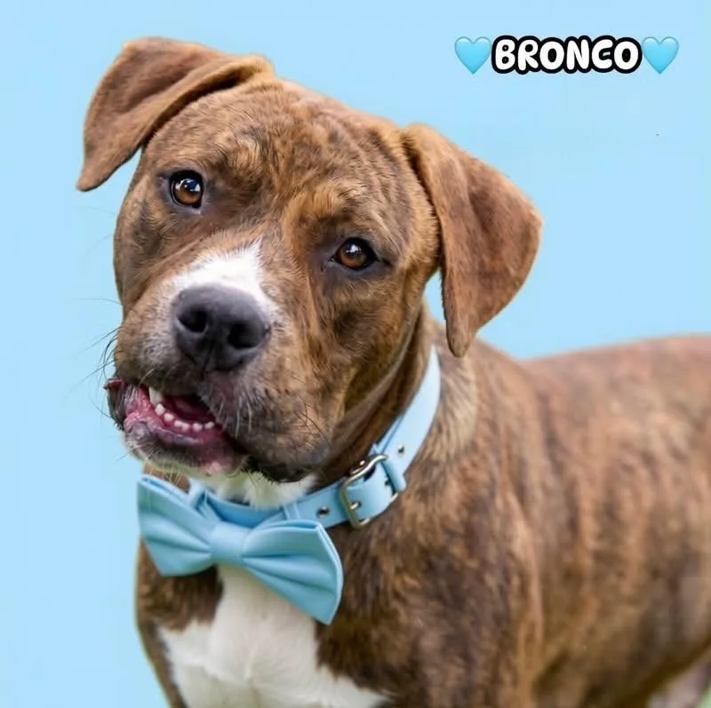 A young medium-sized male Brindle Plott Hound dog named Bronco for adoption in Brentwood, TN