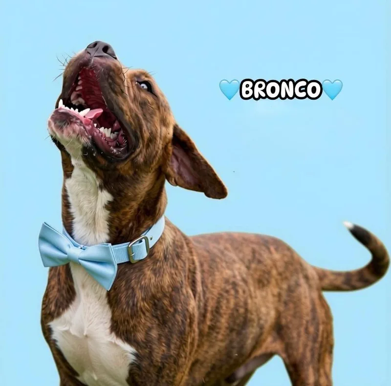Bronco thumbnail 2