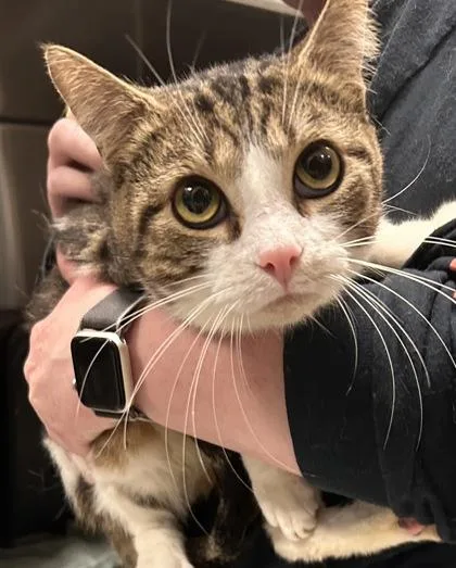 An adult medium-sized male Domestic Short Hair cat named Iddle One for adoption in Fishers, IN