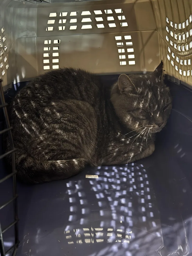 An adult medium-sized male Gray / Blue / Silver Domestic Short Hair cat named Al for adoption in North Haledon, NJ