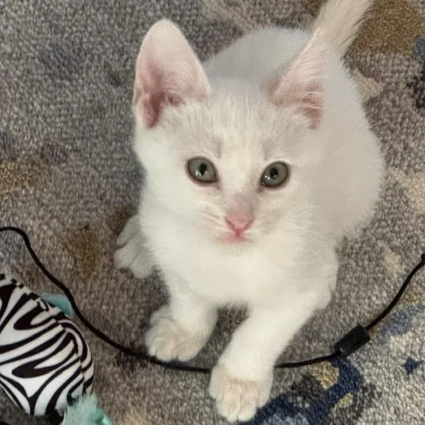 A baby small-sized male White Domestic Short Hair cat named Mew Miller for adoption in Morrison, CO