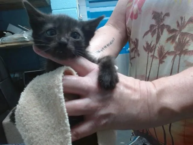 A baby small-sized male Domestic Short Hair cat named Coffee Lake for adoption in Albuquerque, NM