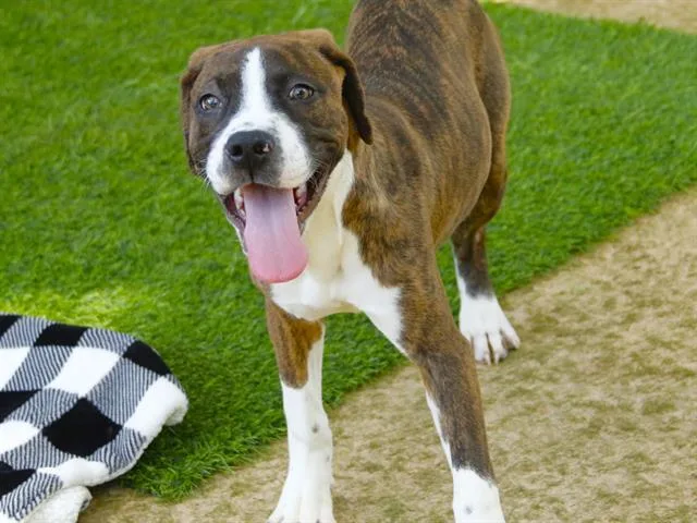 A baby small-sized female Cane Corso dog named Bobbi for adoption in Tallahassee, FL