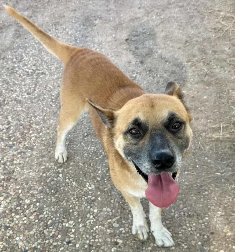 An adult medium-sized male German Shepherd Dog dog named Elmo for adoption in Houston, TX