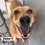 Daisy