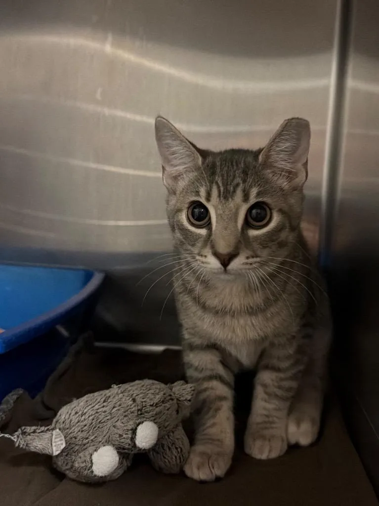A baby small-sized male Domestic Short Hair cat named Wilfred for adoption in Ocala, FL
