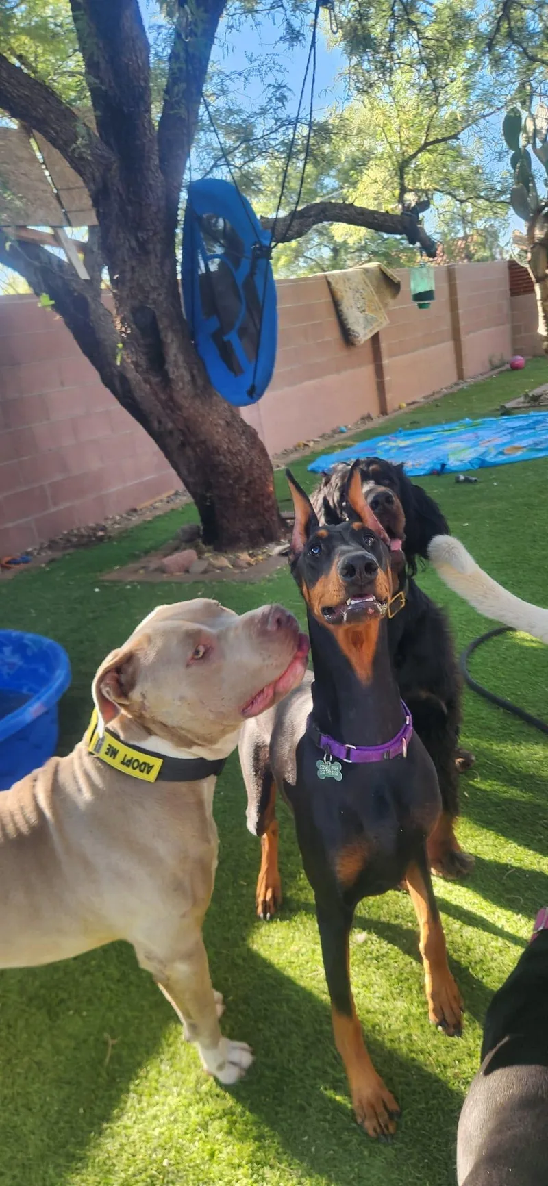 An adult extra large-sized male Pit Bull Terrier dog named Tank for adoption in Tucson, AZ