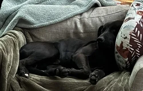A young medium-sized male Black Labrador Retriever dog named Beckett for adoption in Killingworth, CT
