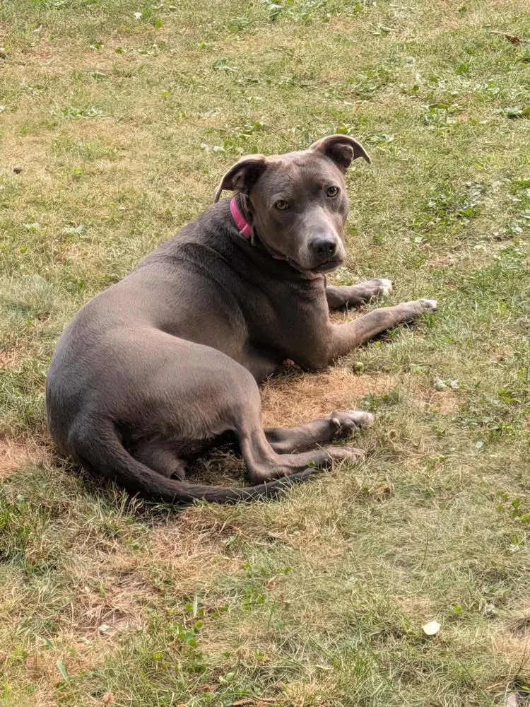 Shyla