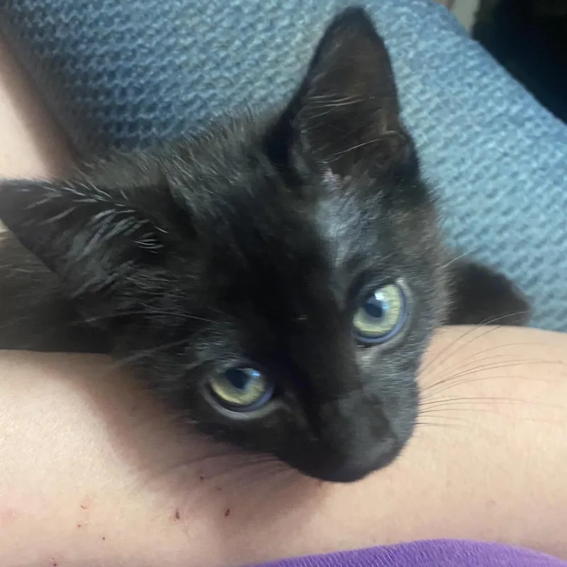 A baby small-sized male Black Domestic Short Hair cat named Mavis for adoption in Lucedale, MS