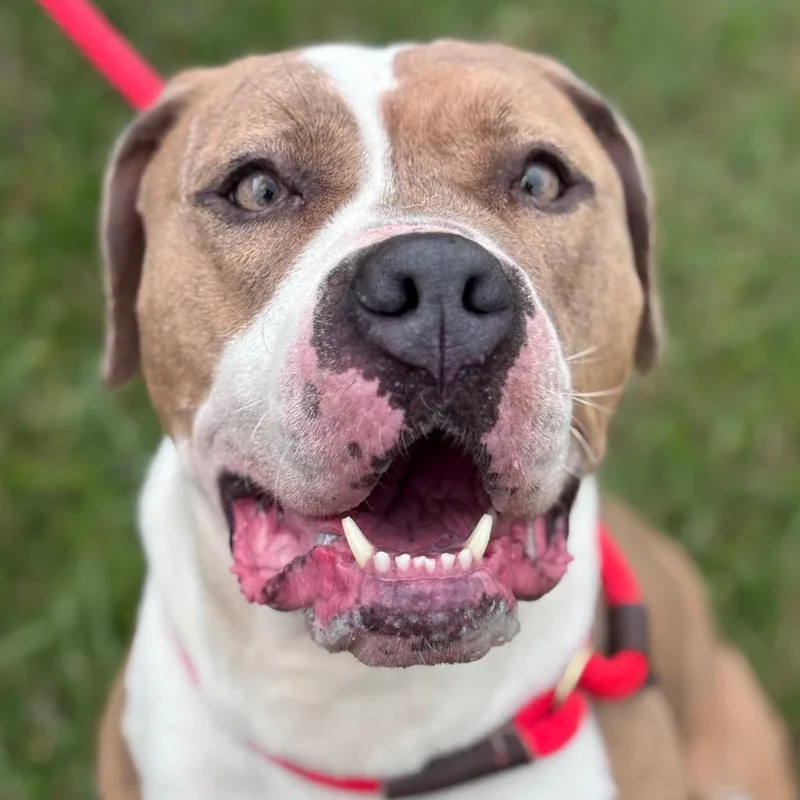 An adult large-sized female Brown / Chocolate Pit Bull Terrier dog named Quira for adoption in York, PA
