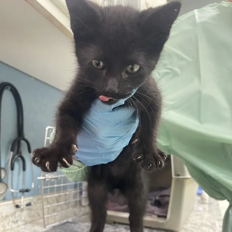 A baby small-sized male Black Domestic Short Hair cat named Curie w Einstein for adoption in Flagstaff, AZ