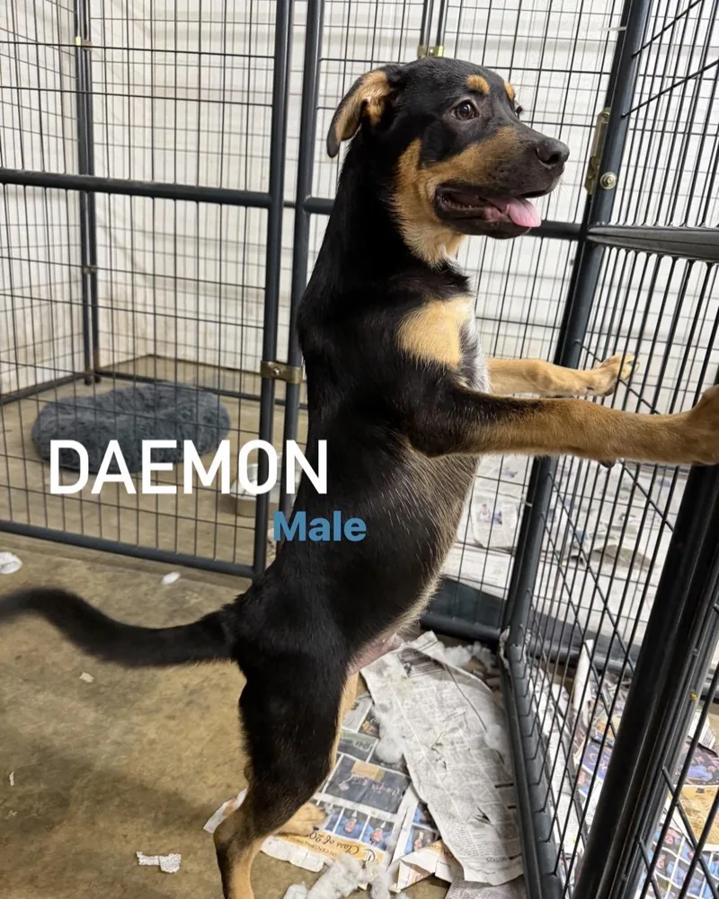 A baby medium-sized male Labrador Retriever dog named Daemon for adoption in Pembroke, MA