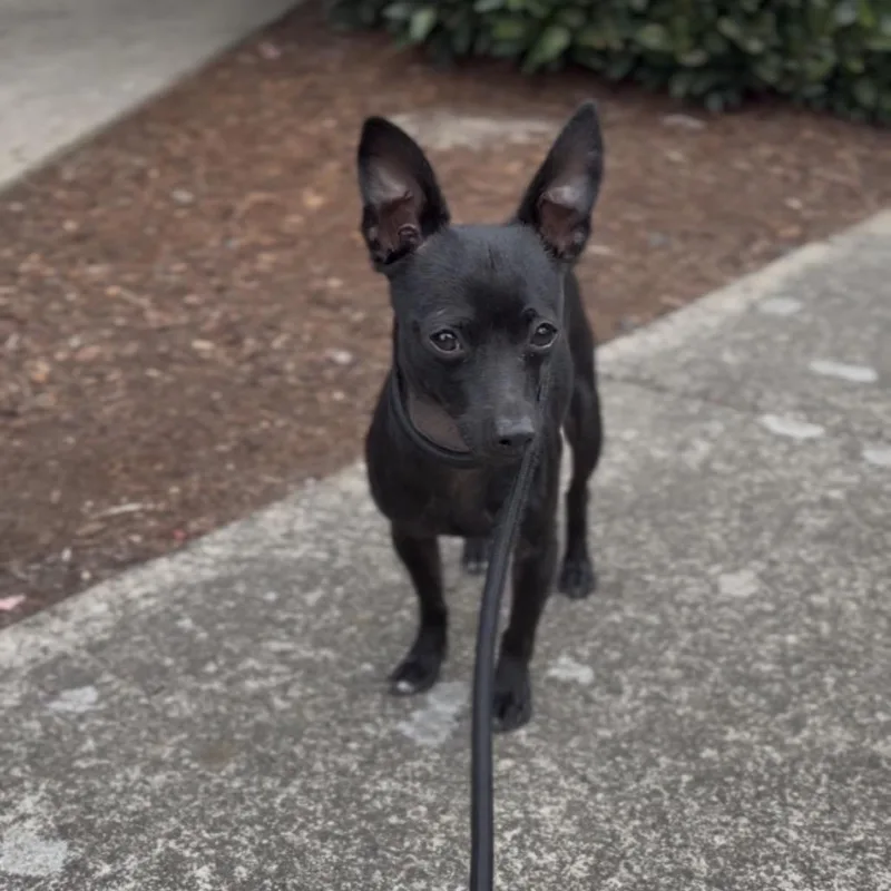 A young small-sized male Chihuahua dog named Perrito for adoption in Newberg, OR