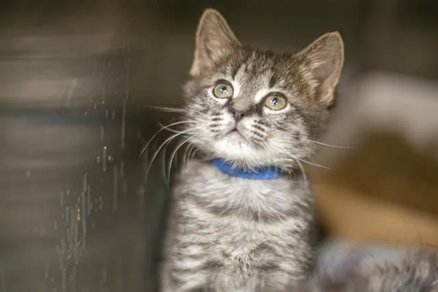 A baby small-sized male Domestic Short Hair cat named James for adoption in Charlotte, NC