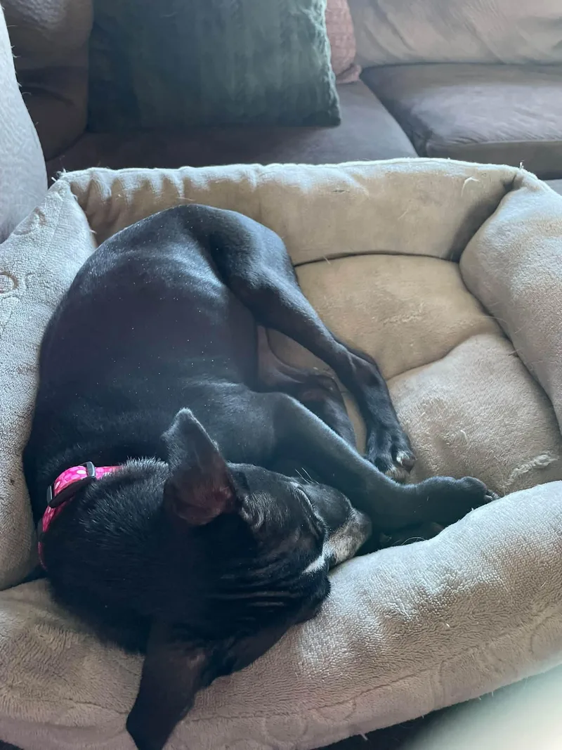 A baby small-sized female Mixed Breed dog named Gabby for adoption in Cedar Rapids, IA