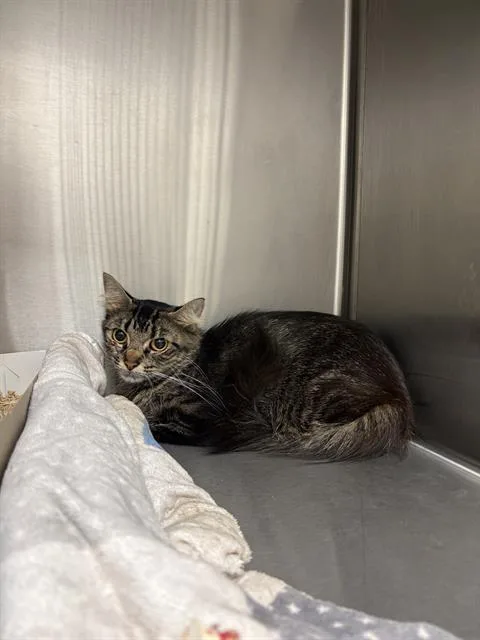 A young small-sized female Domestic Short Hair cat named Bubbles for adoption in Indianapolis, IN