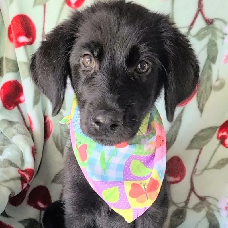 A baby large-sized female Black Labradoodle dog named Sabrina for adoption in Woolwich, ME