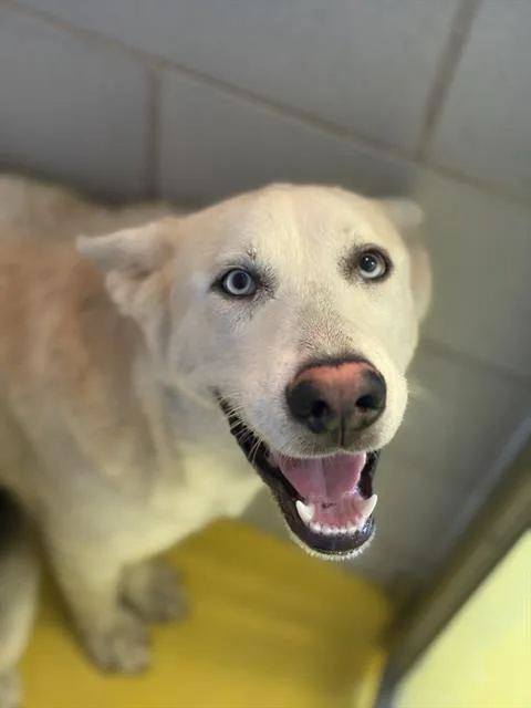 An adult large-sized male Mixed Breed dog named Keith for adoption in Dallas, TX
