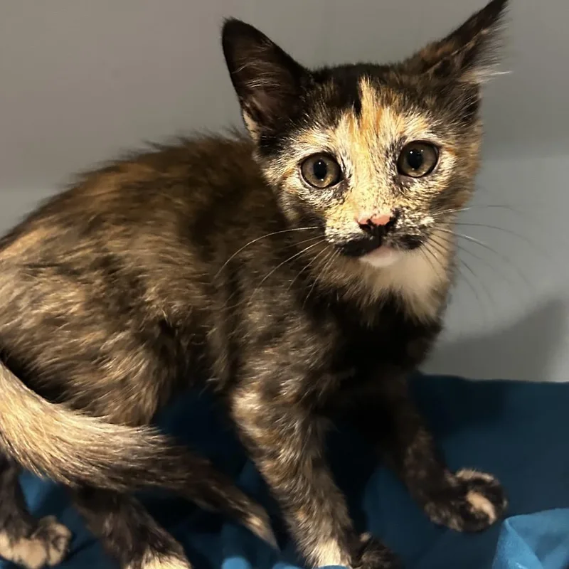 A baby small-sized female Tortoiseshell Domestic Short Hair cat named Issa for adoption in Chattanooga, TN