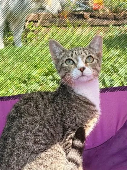 An adult small-sized female Domestic Short Hair cat named Darlin for adoption in Berwick, PA