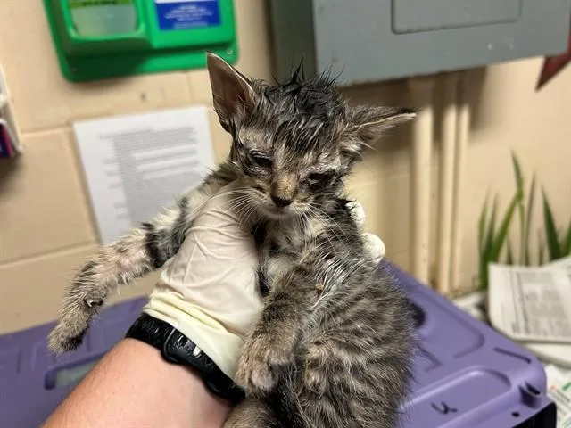 A baby small-sized female Domestic Short Hair cat named Robin for adoption in Ocala, FL