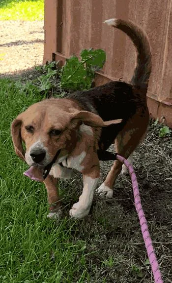 An adult medium-sized male Beagle dog named Benny for adoption in West Decatur, PA