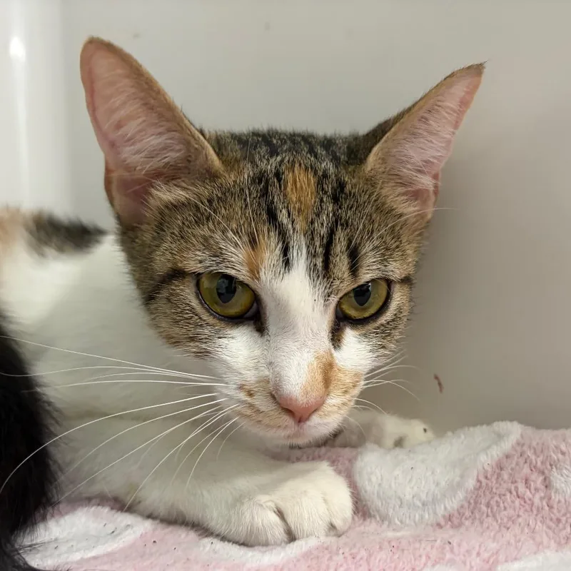 A young medium-sized female Calico Domestic Short Hair cat named Godiva for adoption in Charleston, WV